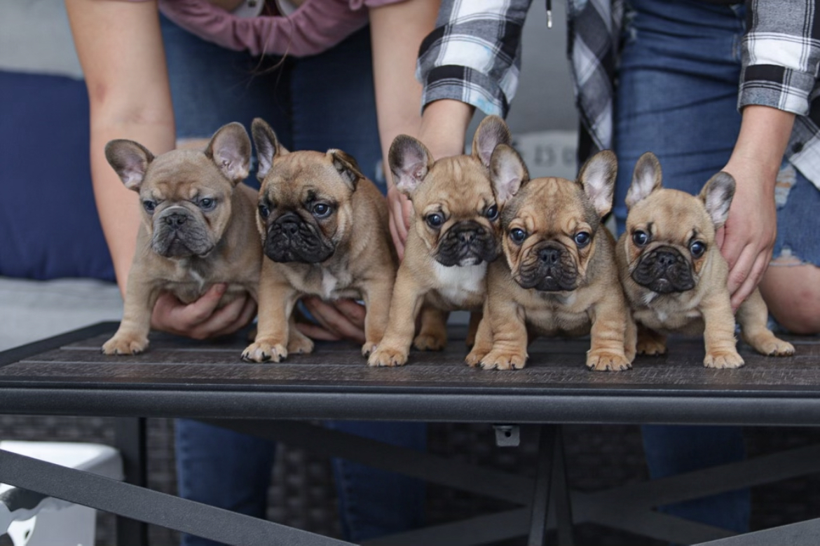 Upcoming Litters - 813 Frenchies LLC | French Bulldog Puppy