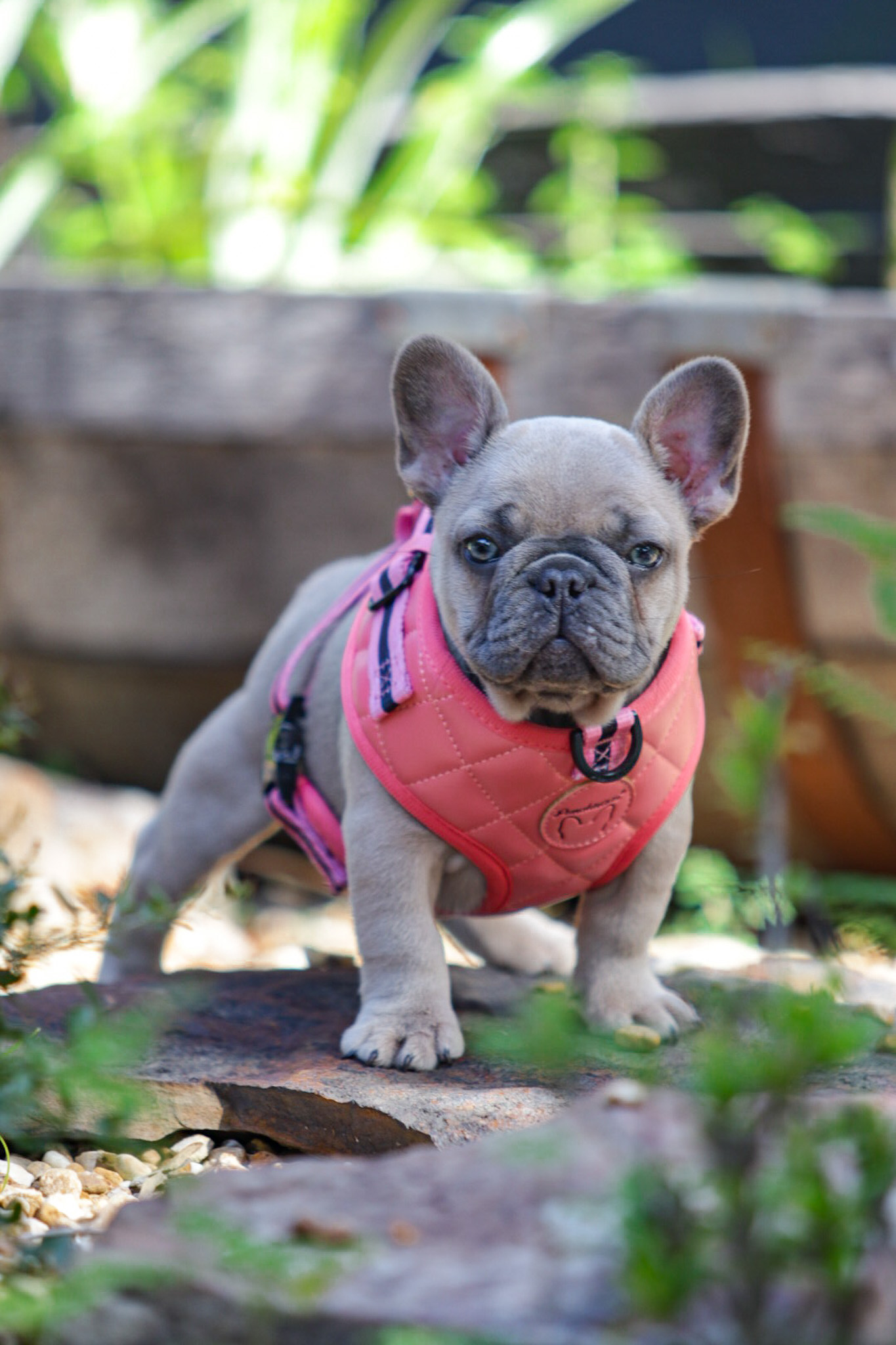 813 Frenchies, French Bulldogs, Frenchie Puppies, 813 Frenchies LLC