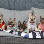 French Bulldog, French Bulldog Females, 813 Frenchies, 813 Frenchies of Tampa