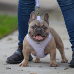 French Bulldog Female, Frenchie Female, 813 Frenchies Females
