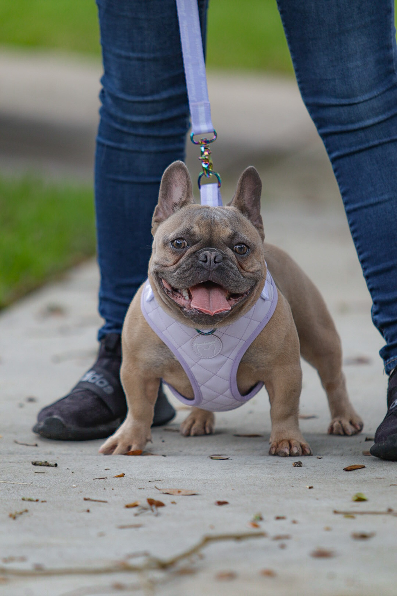 Female french orders bulldog