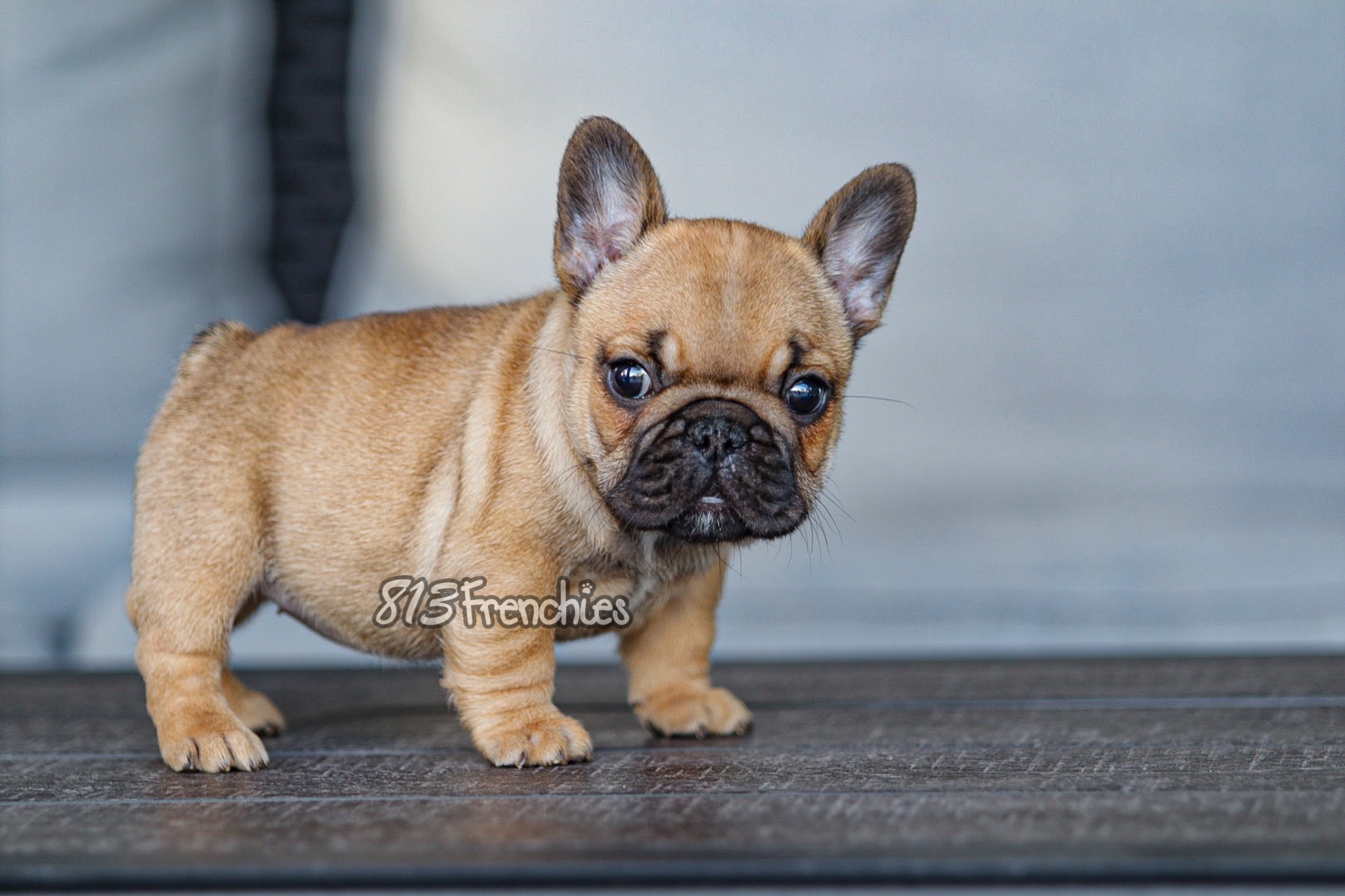 Studs & Females - 813 Frenchies LLC