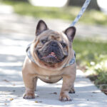 French Bulldog Stud, Frenchie Stud, 813 Frenchies Stud Power