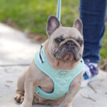 French Bulldog Female, Frenchie Female, 813 Frenchies Females