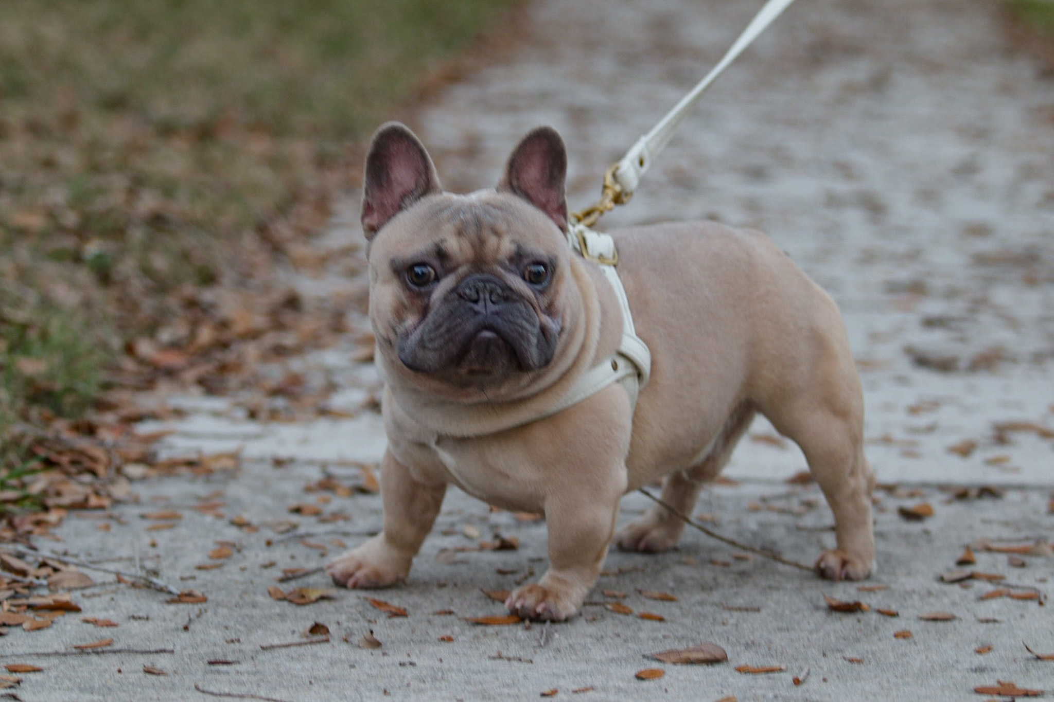 Upcoming Litters - 813 Frenchies LLC | French Bulldog Puppy