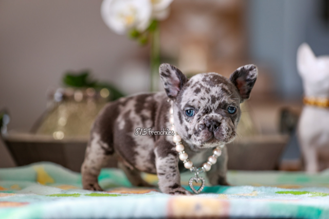 Puppies - 813 Frenchies LLC | French Bulldog Puppies