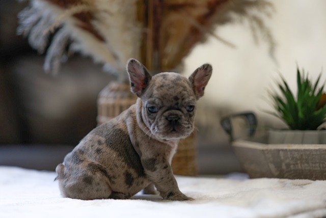 813 Frenchies
