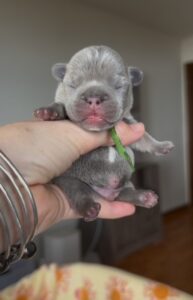 Puppy