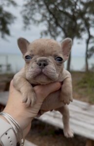 Puppy